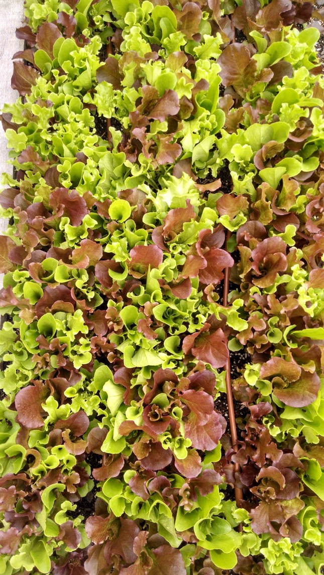 IMG_20140612_144015659_HDR