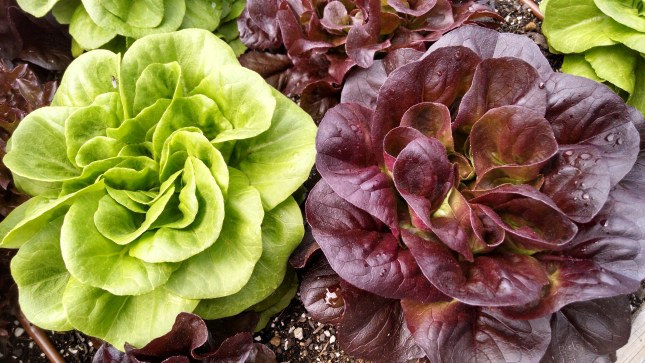 IMG_20140612_145311090_HDR