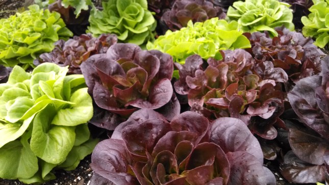 IMG_20140612_145318198